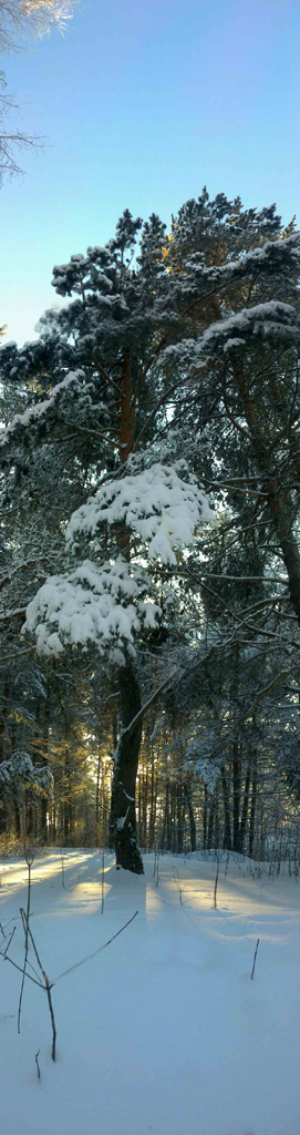Зима пришла в райский лес...